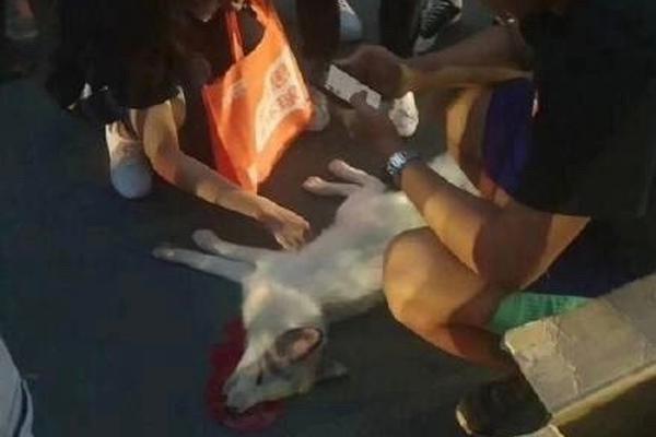 原神阿贝多角色特性是什么